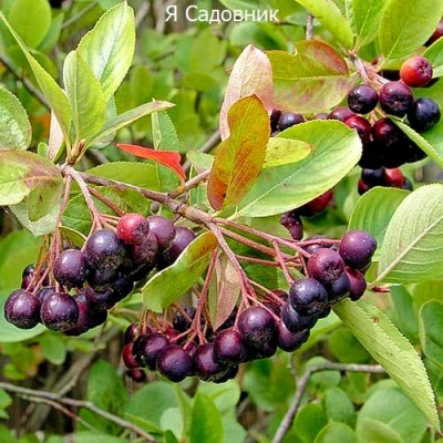 Саженцы Рябины "Хугин": фото и описание сорта Саженцы Рябины "Хугин": фото и описание сорта