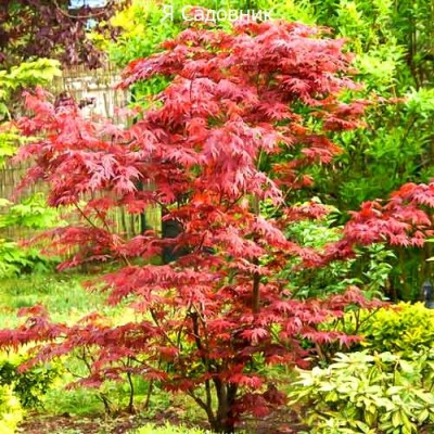 Саженцы Клена "Бени Майко": фото и описание сорта Саженцы Клена "Бени Майко": фото и описание сорта