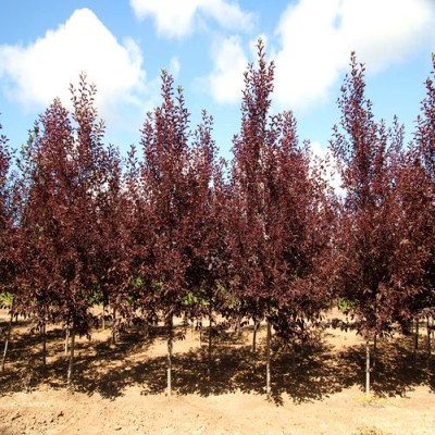 Саженцы Черемухи "Виргинская": фото и описание сорта Саженцы Черемухи "Виргинская": фото и описание сорта