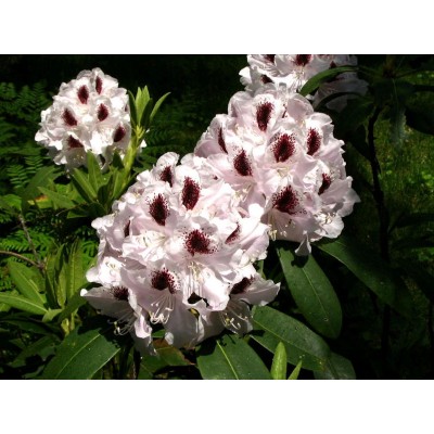 Саженцы Рододендрона "Кальсап": отзывы и описание сорта Саженцы Рододендрона "Кальсап": отзывы и описание сорта