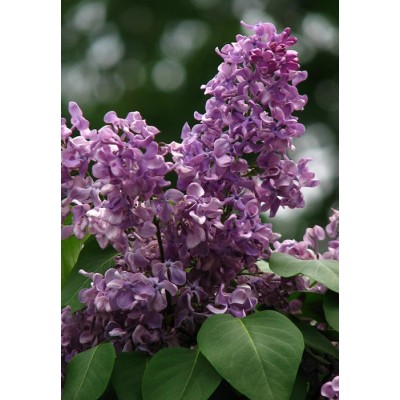 Саженцы Сирени "Алексей Мересьев": фото и описание сорта Саженцы Сирени "Алексей Мересьев": фото и описание сорта