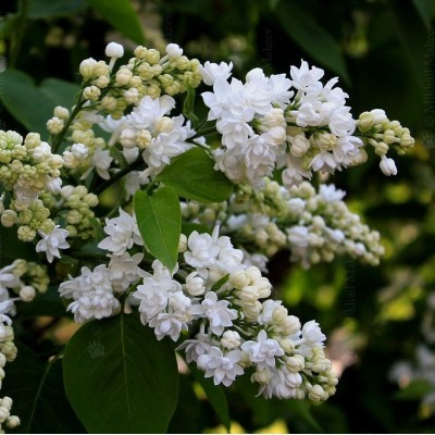 Саженцы Сирени "Защитникам Бреста": фото и описание сорта Саженцы Сирени "Защитникам Бреста": фото и описание сорта