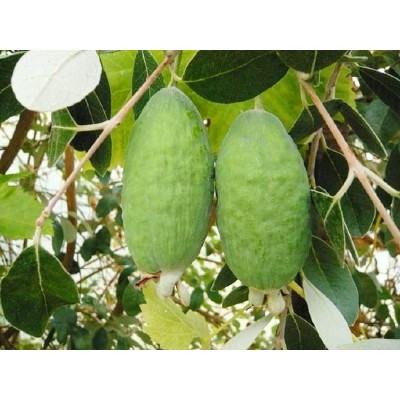 Саженцы Фейхоа "Андре": фото и описание сорта Саженцы Фейхоа "Андре": фото и описание сорта