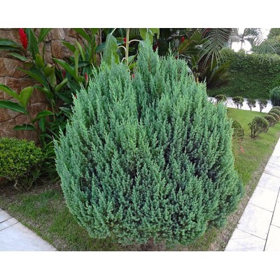 Саженцы Можжевельника "Стрикта": цена и описание сорта Саженцы Можжевельника "Стрикта": цена и описание сорта