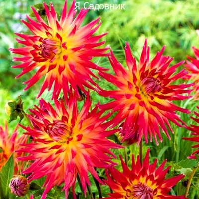 Саженцы Георгинов "Бора Бора": отзывы и описание сорта Саженцы Георгинов "Бора Бора": отзывы и описание сорта