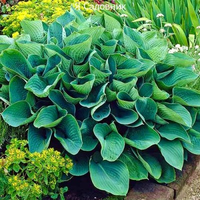 Саженцы Хост "Элеганс": цена и описание сорта Саженцы Хост "Элеганс": цена и описание сорта