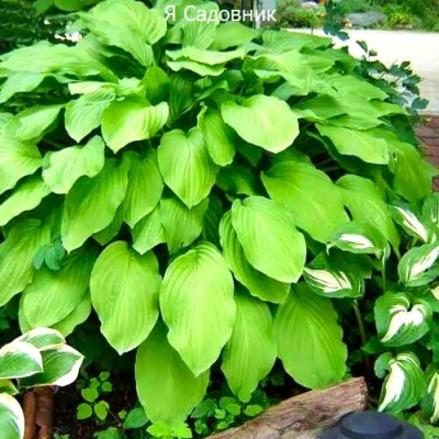 Саженцы Хост "Ханибеллз": цена и описание сорта Саженцы Хост "Ханибеллз": цена и описание сорта