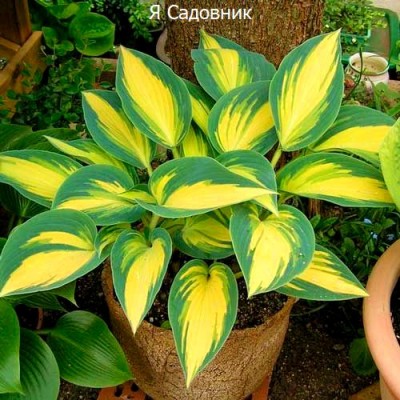 Саженцы Хост "Ремембер Ми": отзывы и описание сорта Саженцы Хост "Ремембер Ми": отзывы и описание сорта