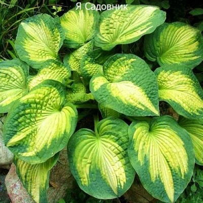 Саженцы Хост "Вар Пейнт": фото и описание сорта Саженцы Хост "Вар Пейнт": фото и описание сорта