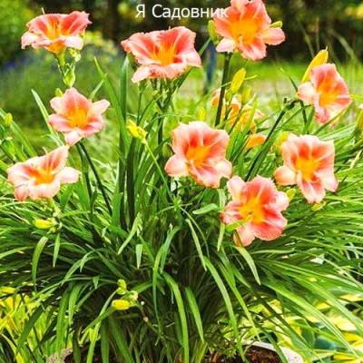 Саженцы Лилейников "Бронз": фото и описание сорта Саженцы Лилейников "Бронз": фото и описание сорта