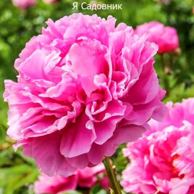 Пионы "Александр Флеминг": фото и описание сорта Пионы "Александр Флеминг": фото и описание сорта