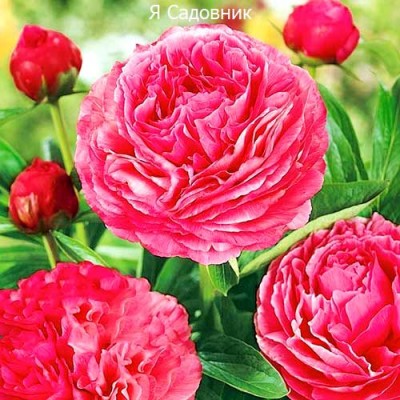 Пионы "Генри Бокстос": фото и описание сорта Пионы "Генри Бокстос": фото и описание сорта